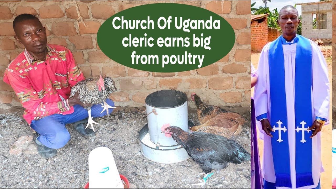 CHURCH OF UGANDA CLERIC EARNS BIG FROM KEEPING LOCAL CHICKEN - KNOW THE CALCULATION