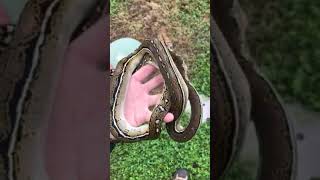 Female anthrax reticulated python