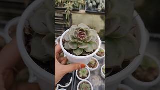 Home decor indoor plants 🌱