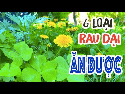 Video 6 LOẠI RAU DẠI ĂN ĐƯỢC - ĂN NGON || ĂN CÙNG MON || GÓC... - youtube