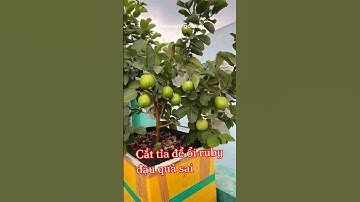 Cắt tỉa đúng cách để ổi ruby đậu quả được sai. Chỉ cần 5p thôi ạ ☎️: 092.391.6866 #nhavuonngoclam