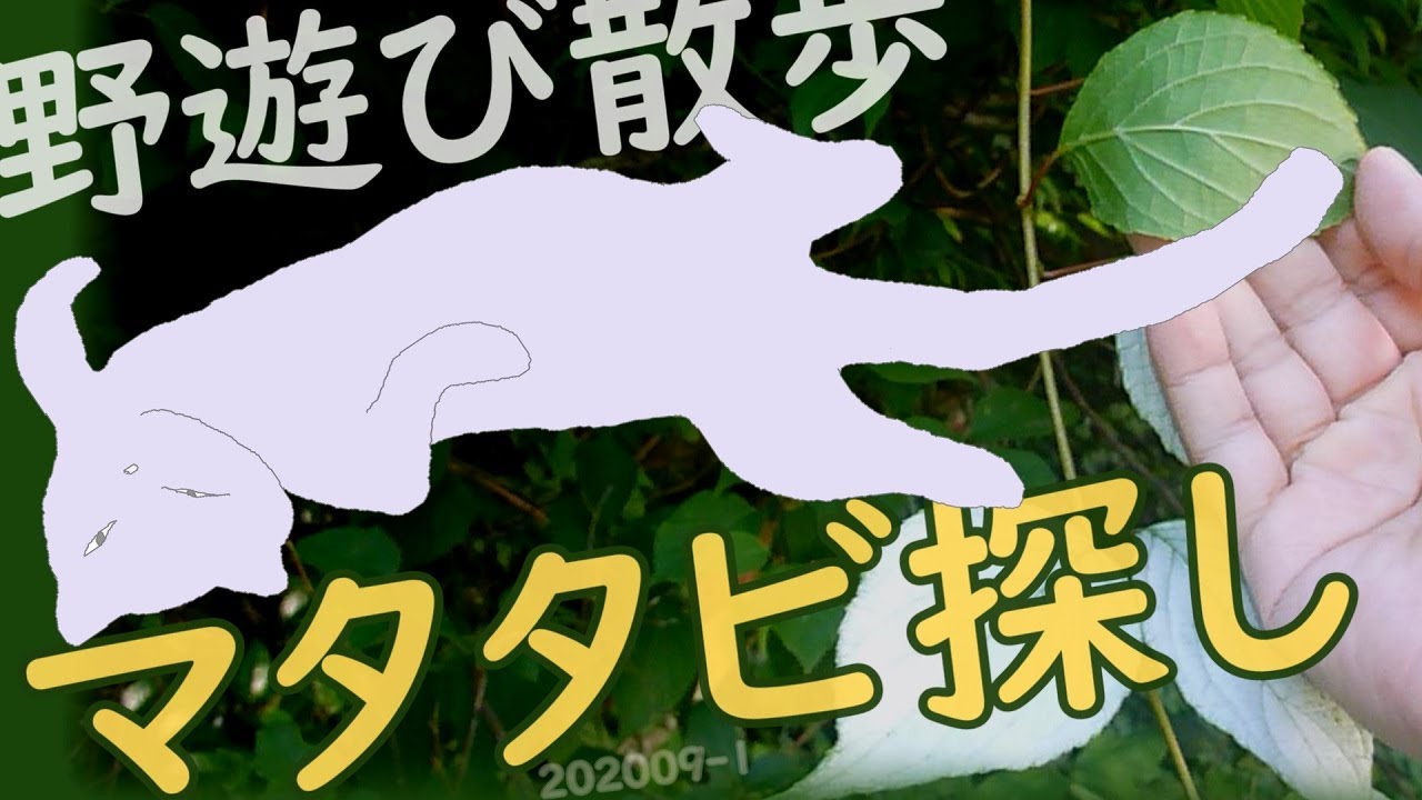 マタタビ探し方白い葉を見つけて秋に虫こぶ実をとる 野遊び11 Youtube