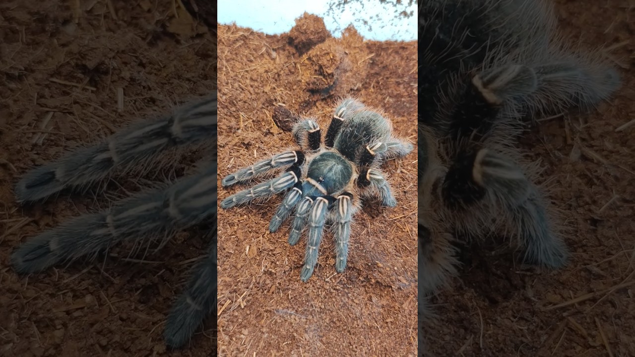 Aphonopelma seemanni красивый паук птицеед. Паук птицеед Самка паука #Aphonopelmaseemanni #птицееды