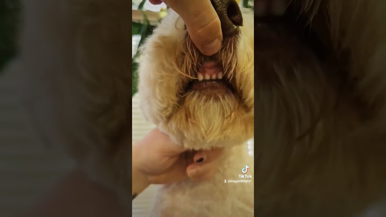 Doodle cuteness overload!! 