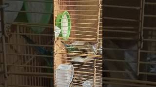 #budgies#feeding #parrots#cute  budgie layed eggs#funny #birds #lifeisbutadream  #parakeet
