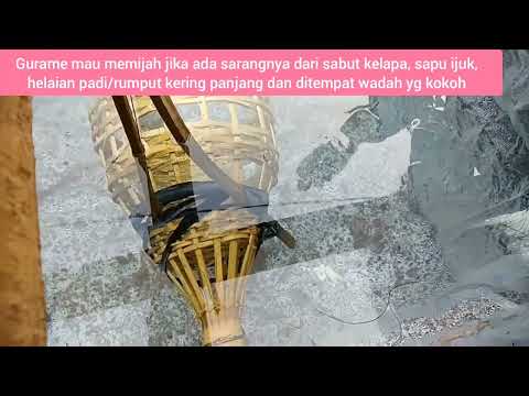VIDIO EDUKASI: "PEMIJAHAN IKAN GURAME"