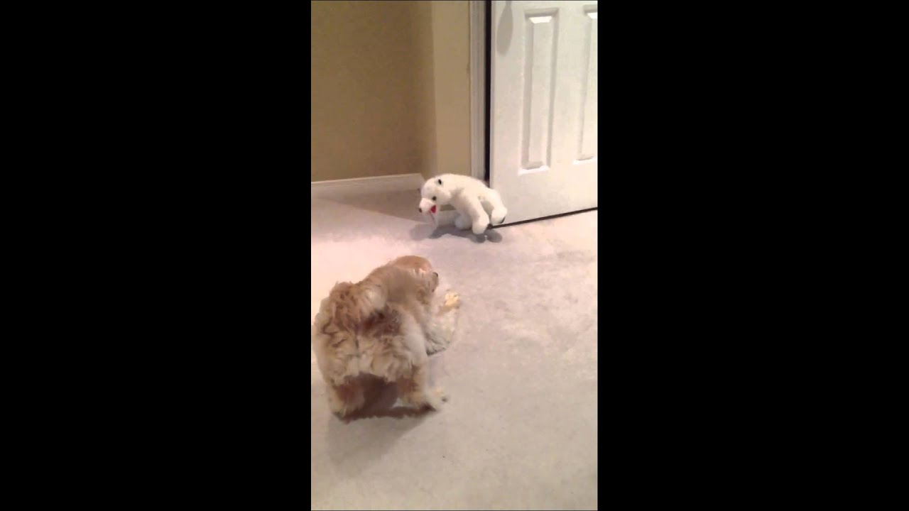 Cute cockapoo gets scared by polar bear - YouTube
