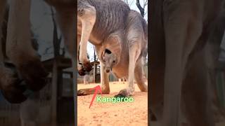 How Does a 1-Inch Baby Kangaroo Survive?