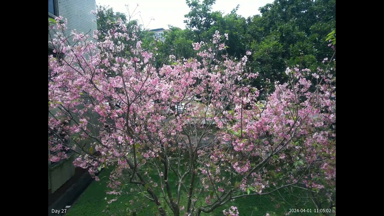 Cherry Blossom Season 2024