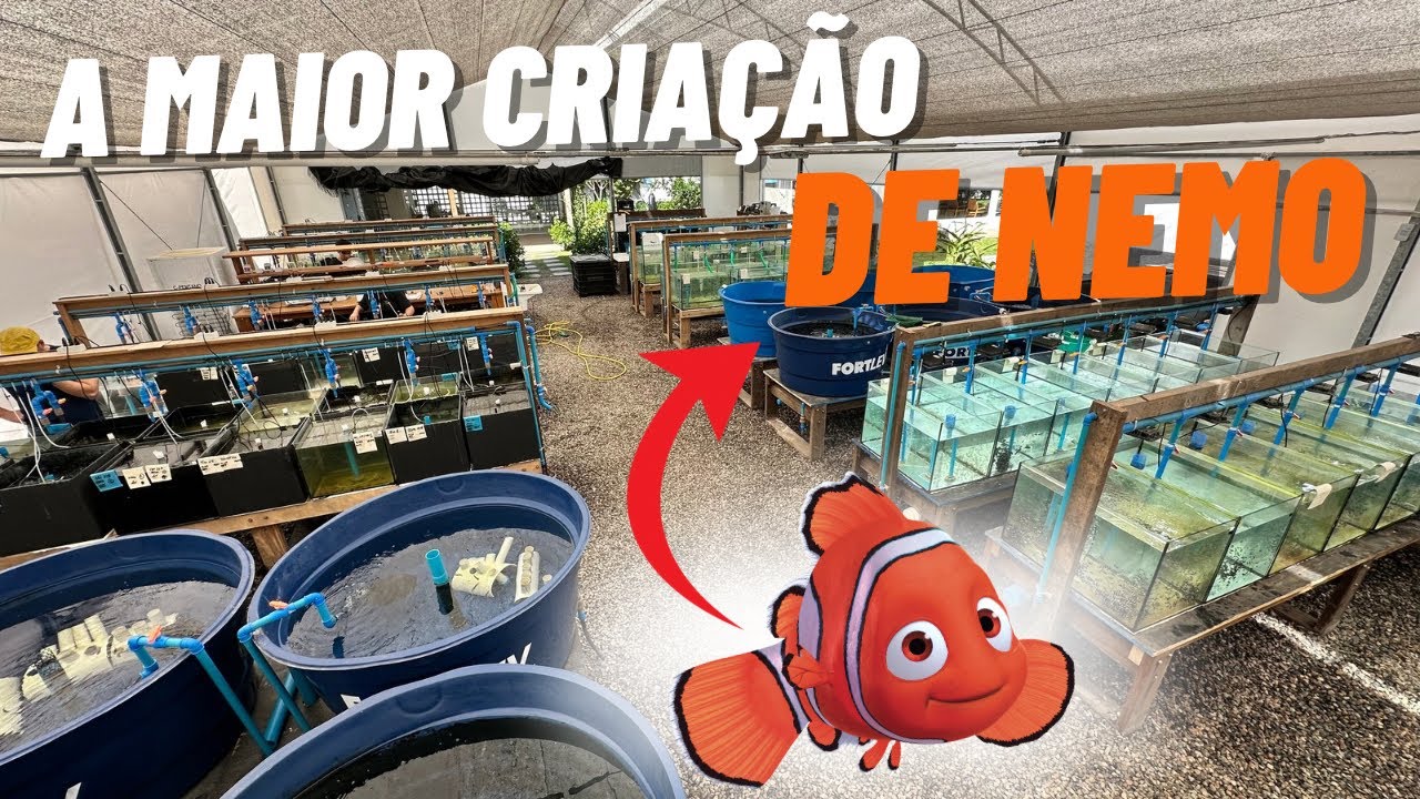 TOUR PELA MAIOR CRIAÇÃO DE PEIXES PALHAÇOS DA AMERIA LATINA!!!