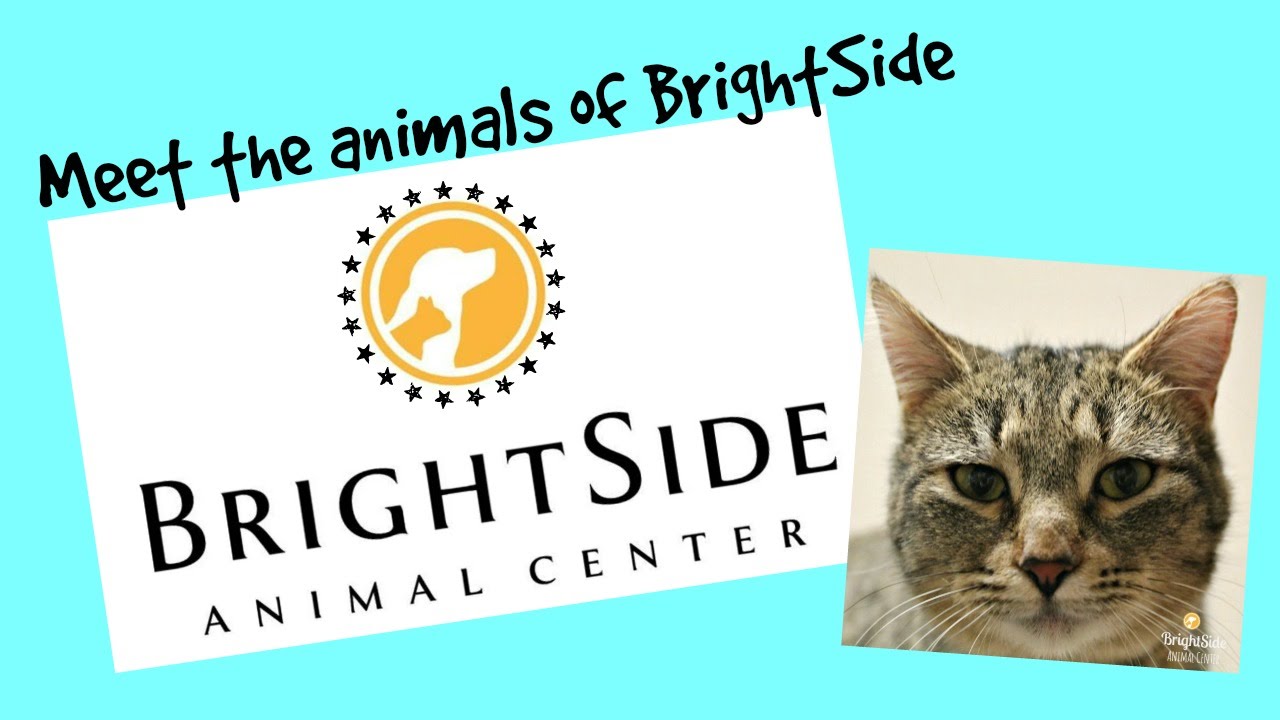 brightside humane society