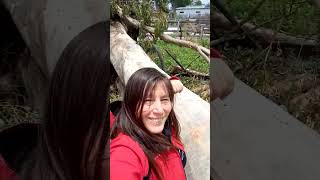 Tornado Argentina Entre Ríos Árbol eucalipto lo arco de raíz lo tumbó Villaguay.