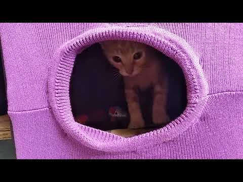 gato miau