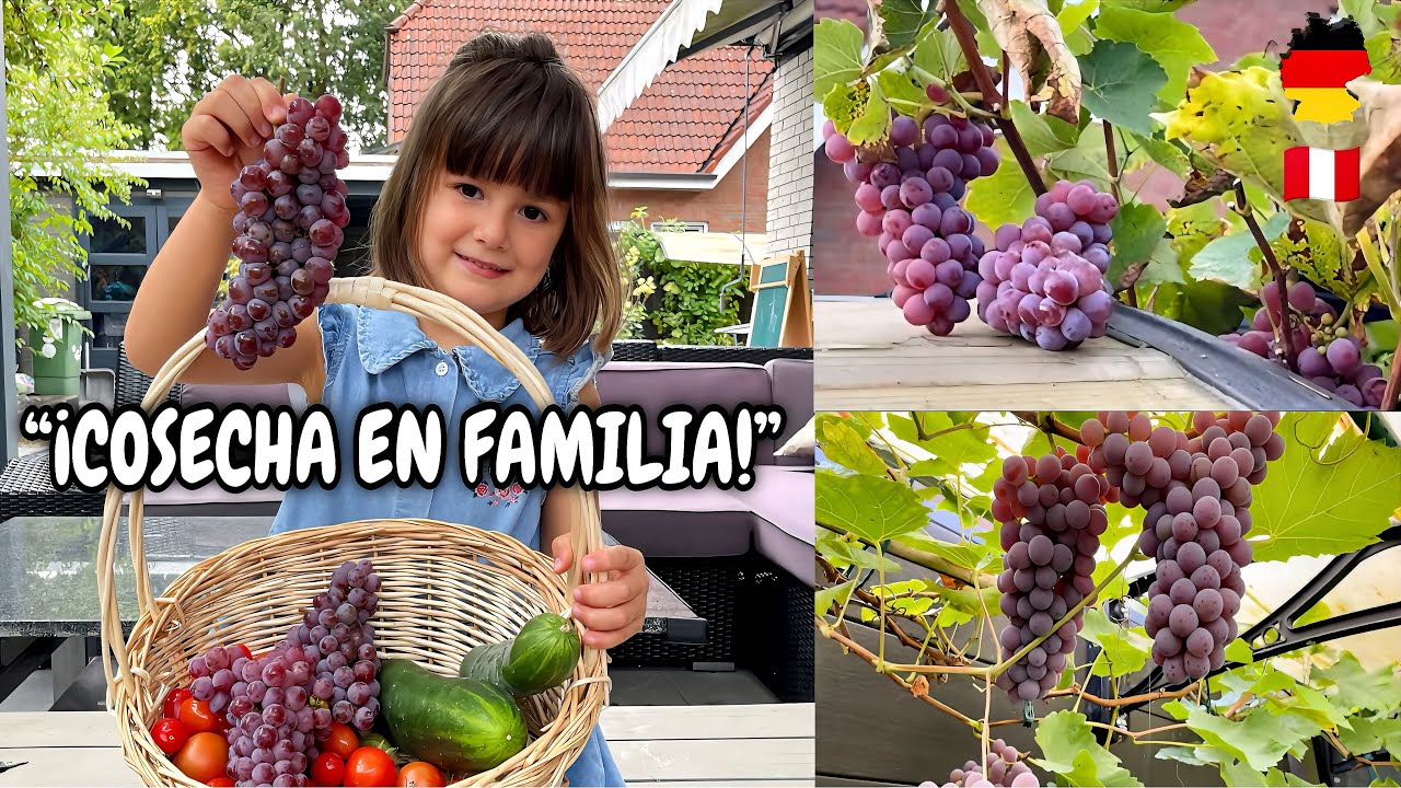 МЫ СОБИРАЕМ УРОЖАЙ! 🍇👧🏼 | Особенный семейный день в Германии 🇩🇪 | Ширли Точич