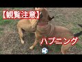 【撮影ハプニング】ケンとリンが喧嘩した！？ Dog Rescue