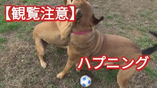 【撮影ハプニング】ケンとリンが喧嘩した Dog Rescue