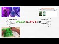 Making HUNDREDS of Autoflower Femenized Seeds