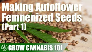 Making HUNDREDS of Autoflower Femenized Seeds
