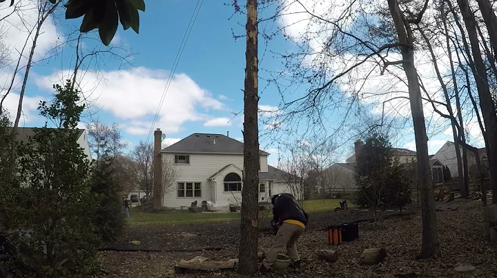 Dead Pine tree, strong winds, severe lean, what could go wrong.
