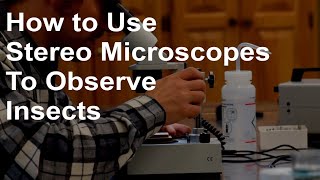 How to Use a Stereo Microscope to Observe Insects