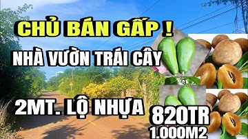 Anh thắng nợ ngân hàng, buộc bán gấp 9.750m2, nhà vườn, lộ nhựa, trái cây, Xuyên mộc, Vũng Tàu