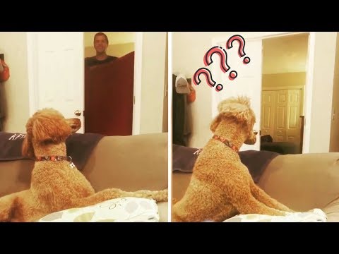 วีดีโอ: Whatthefluff Magic Trick For Dogs Goes ไวรัส