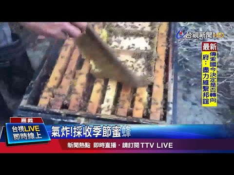 氣炸!採收季節蜜蜂遭毒死 損失逾200萬