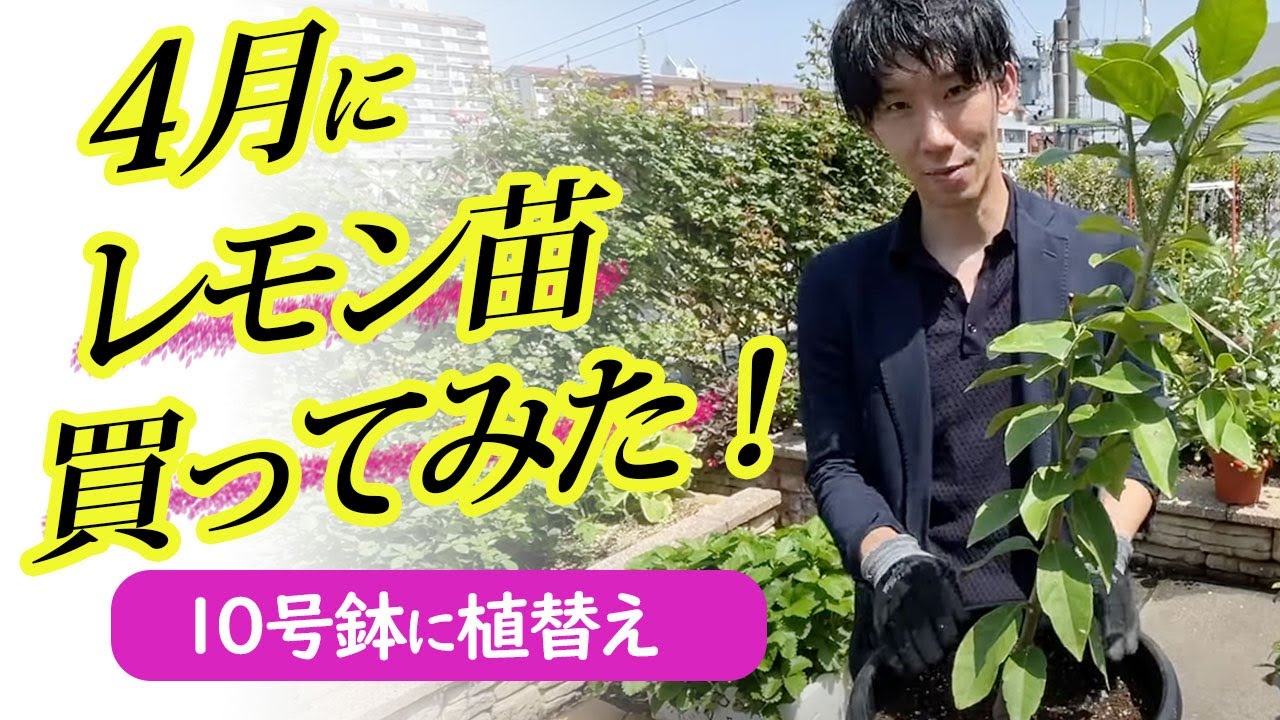 レモン　盆栽　4号陶器鉢つき　曲がり❗激レア❗ 4月スタート】レモン鉢植え、失敗しないコツ - YouTube