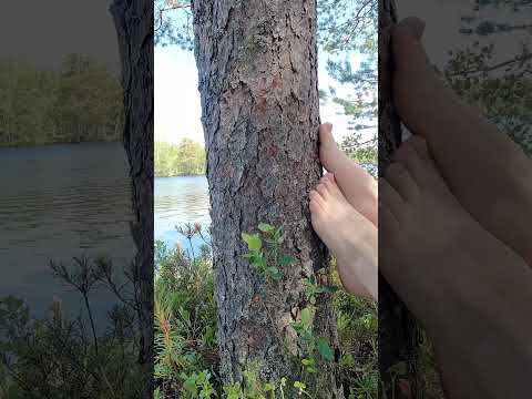 Feet rustling bark of pine tree shaft ASMR