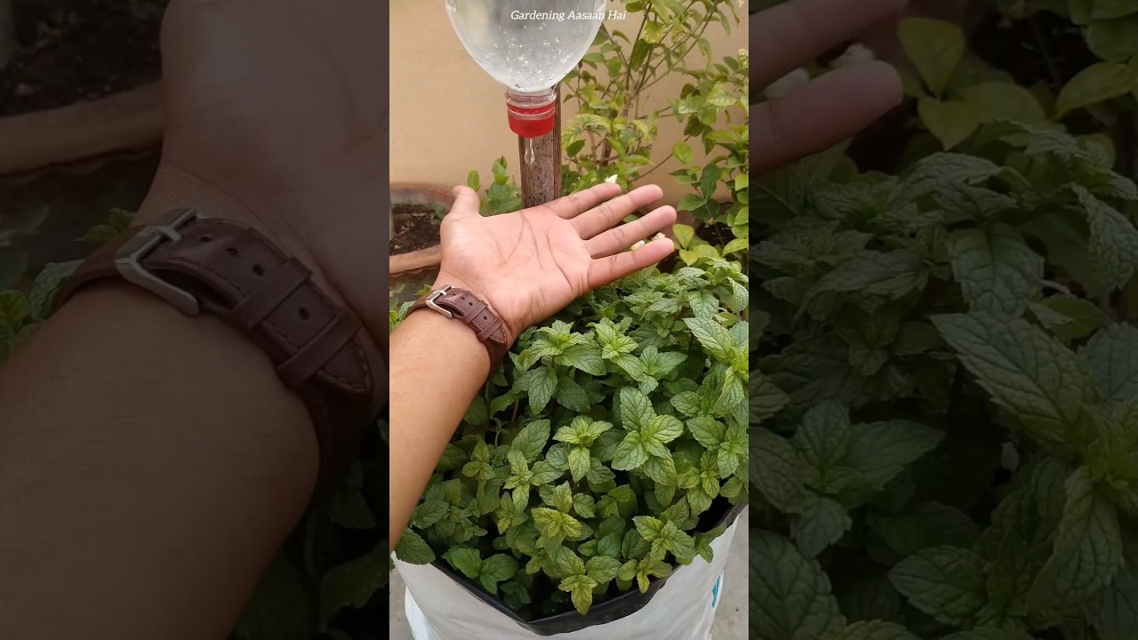 😉आसानी से Pudina🌿kaise ugaye || how to grow mint at home #gardeningaasaanhai