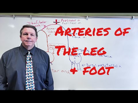 Arteries of the Leg and Foot