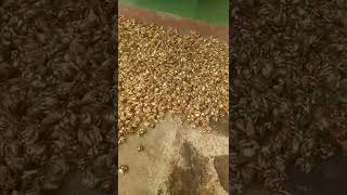 Umbi Bibit Tanaman Sedap Malam Murah