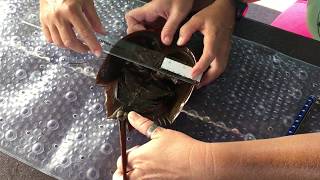 8 Measuring Prosoma Width