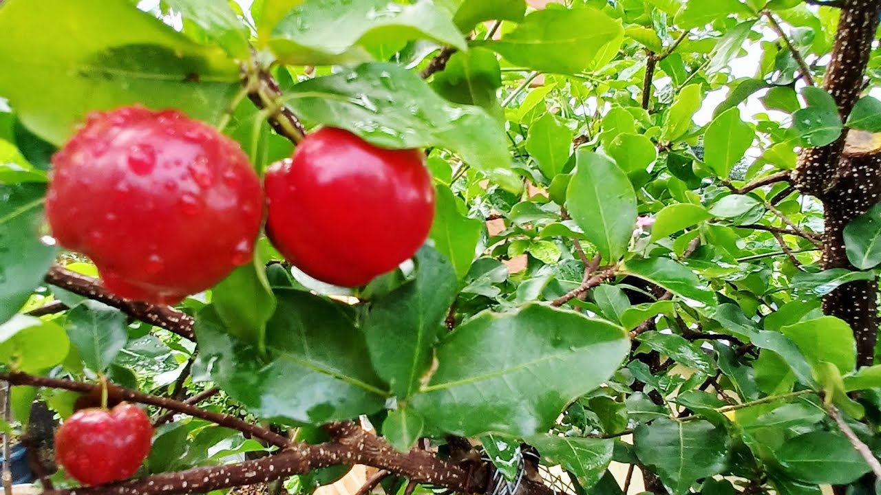 Os frutos da mini alporquia de acerola