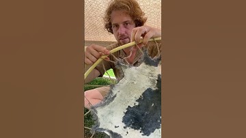 How to tan hides using tree bark part 3 #primitive #bushcraft #survival #hidetanning