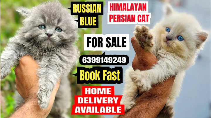 Watch the video about 😍 Persian Cat For Sale in Dehradun• Blue Eyes Himalayan & Persian Cats• Home Delivery Available#cat