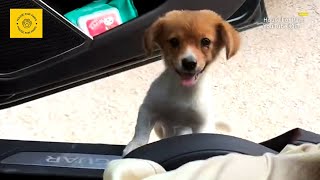 Stray Puppy Jumps into Car Voluntarily, Unwilling to Leave Despite Attempts to Drive It Away