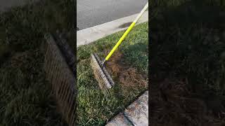 Get the JUNK Out! | The BEST Dethatching Rake #shorts