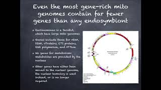 Amoebophyra Mitos With No Genome