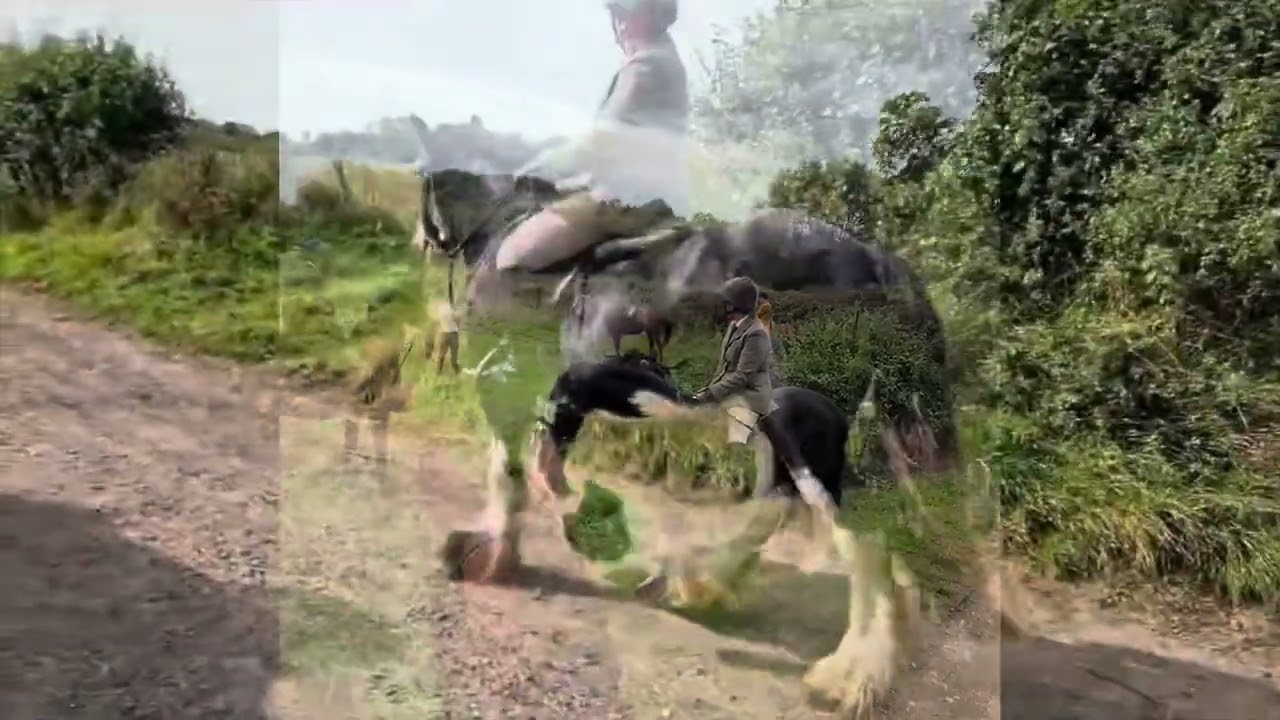 Lady, 15hh 4 year old cob mare