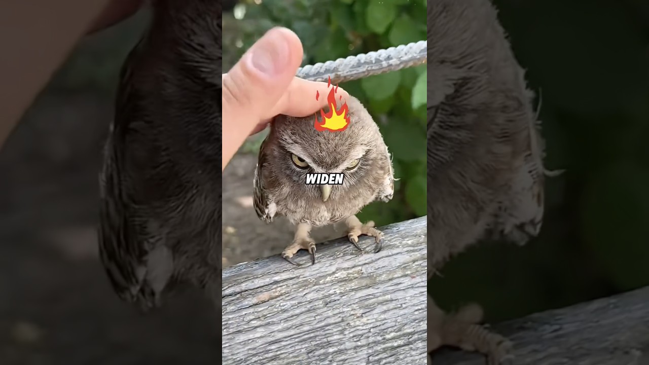 CY Owls Sleep With One Eye Open — And Hide Long Legs! 🦉👀#animals #funny #shortfeed #science #owl