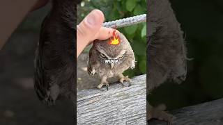 Cy Owls Sleep With One Eye Open  And Hide Long Legs animals funny shortfeed science owl
