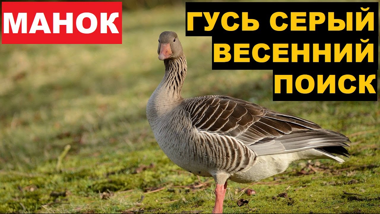 Звук гуся слушать