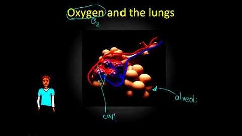 Exercise 2   The Cardiovascular System