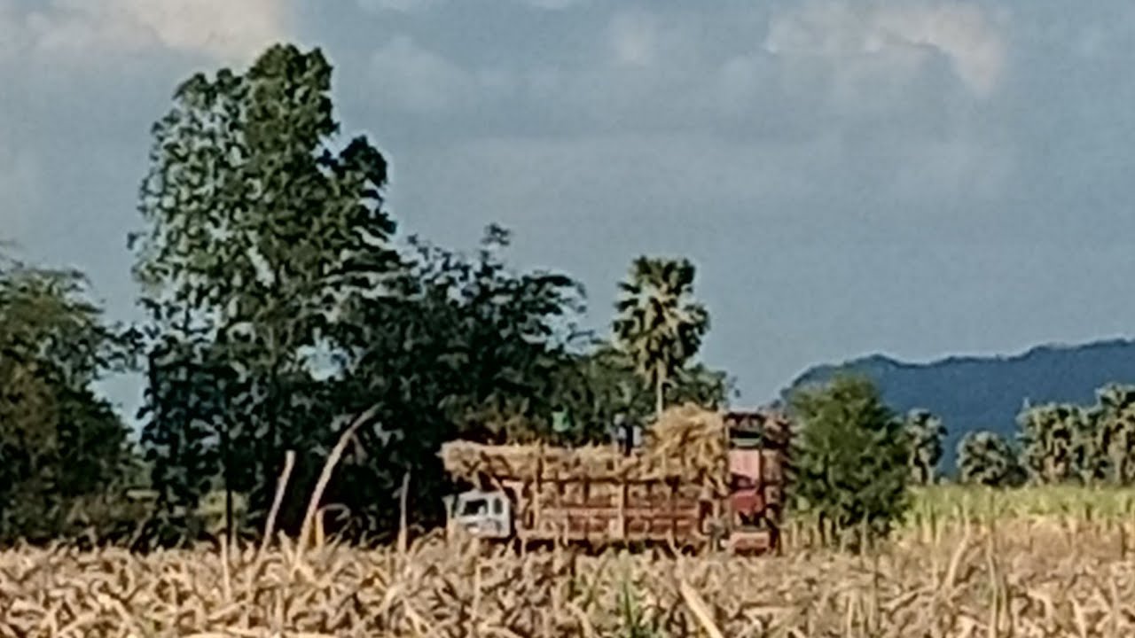 วันมาตัดอ้อยที่เขาเอารถมาตีใบให้ ไปดูกัน 2 มี ค 2026