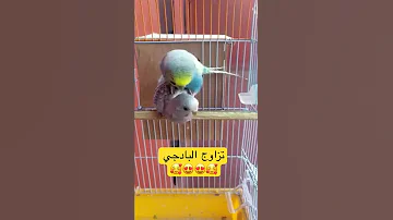 The Process Of Mating Between A Male And A Female Budgie We Note The Availability Of The Ideal Body 