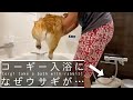 【カオス】コーギーの入浴中にウサギが乱入…Chaos. Corgi-dog take a bath with rabbit?