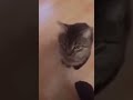 why did he do that???