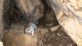 Squirrel burrow