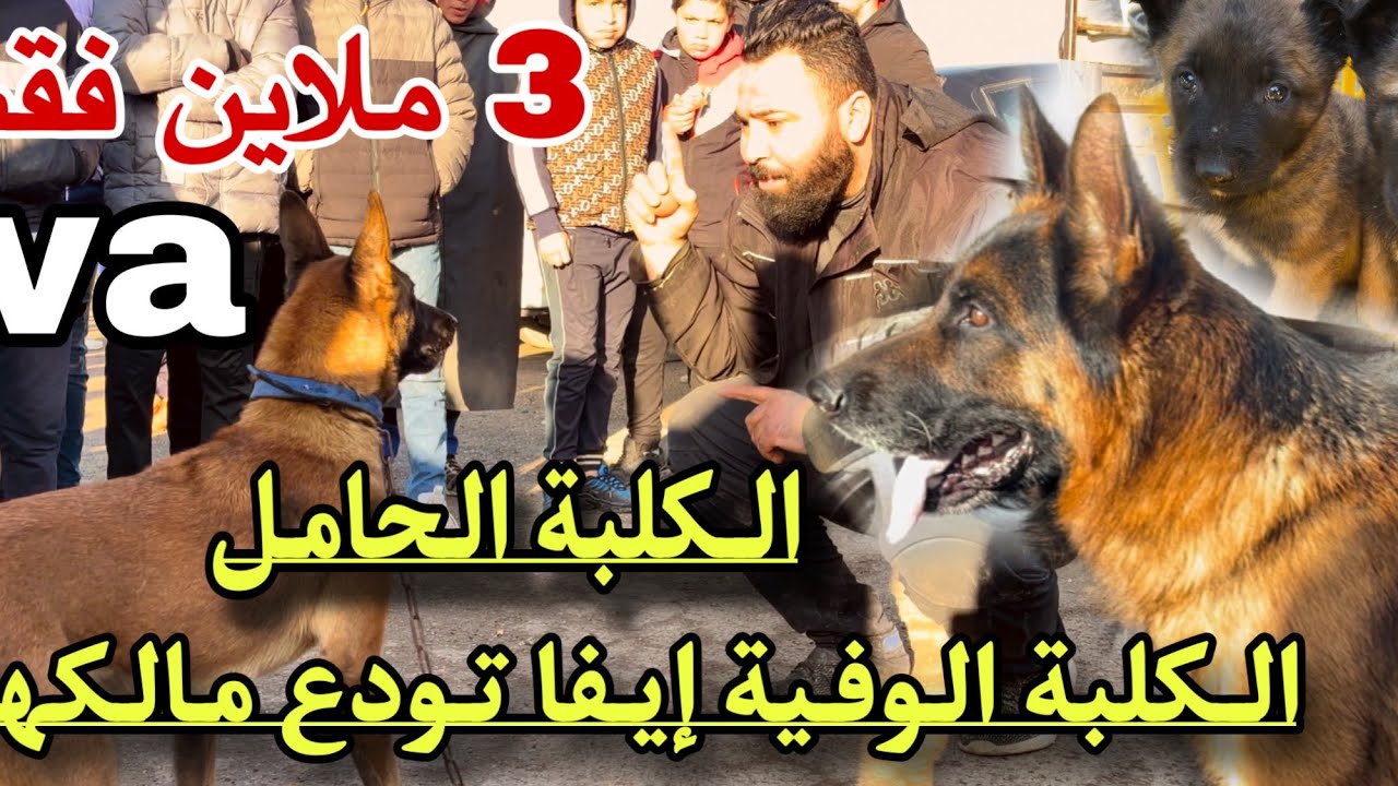 الكلبة الجميلة iva تودع مالكها في سوق سطيف بسعر 3 ملاين فقط و جراء الراعي الألماني و العروض الجديدة
